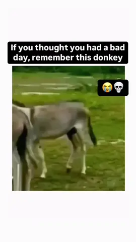 Funny donkey #donkey #donkeys #trending #usa #funnymoments #animalsoftiktok #fyp #viral 