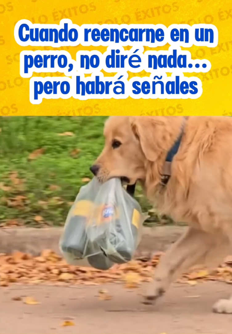 Cuando reencarne en un perro, no diré nada… pero llegaré con las cervezas 🍻😂 #meme #videomeme #perrito #cervezas #risas