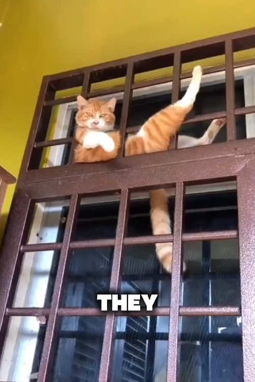 Best $19 shown in town! 🤣 Cat’s the grummy star, dog’s the snack thief. Non-stop laughs guaranteed. ✨Get your Speedy Tail 2.0 now! 👆#fyp #pettok #adoptdontshop #tiktokshop #catsoftiktok #lovecats #cat #pet 