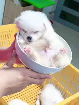 Yêu quá cơ