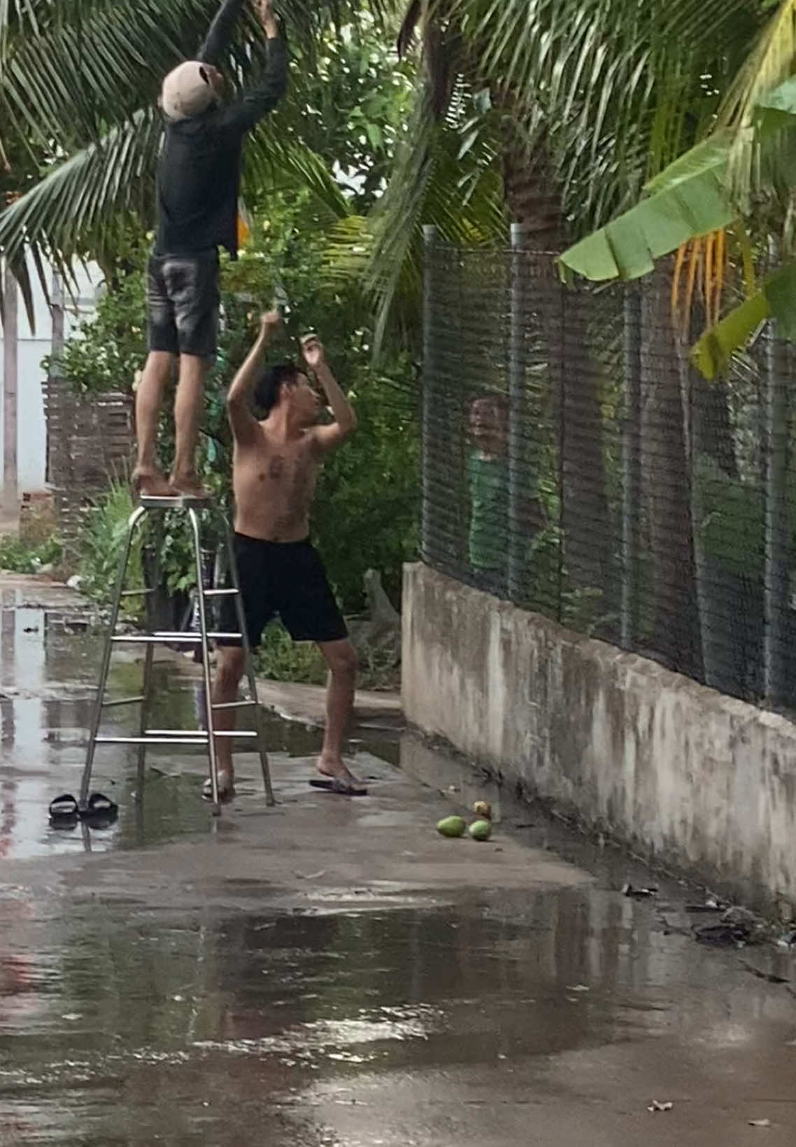 Đang hái xoài cái chủ nhà ra bắt hữu đăng trở thành diễn viên liền haha