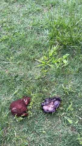 Catching a fish in 5 minutes on chicken 🐓 