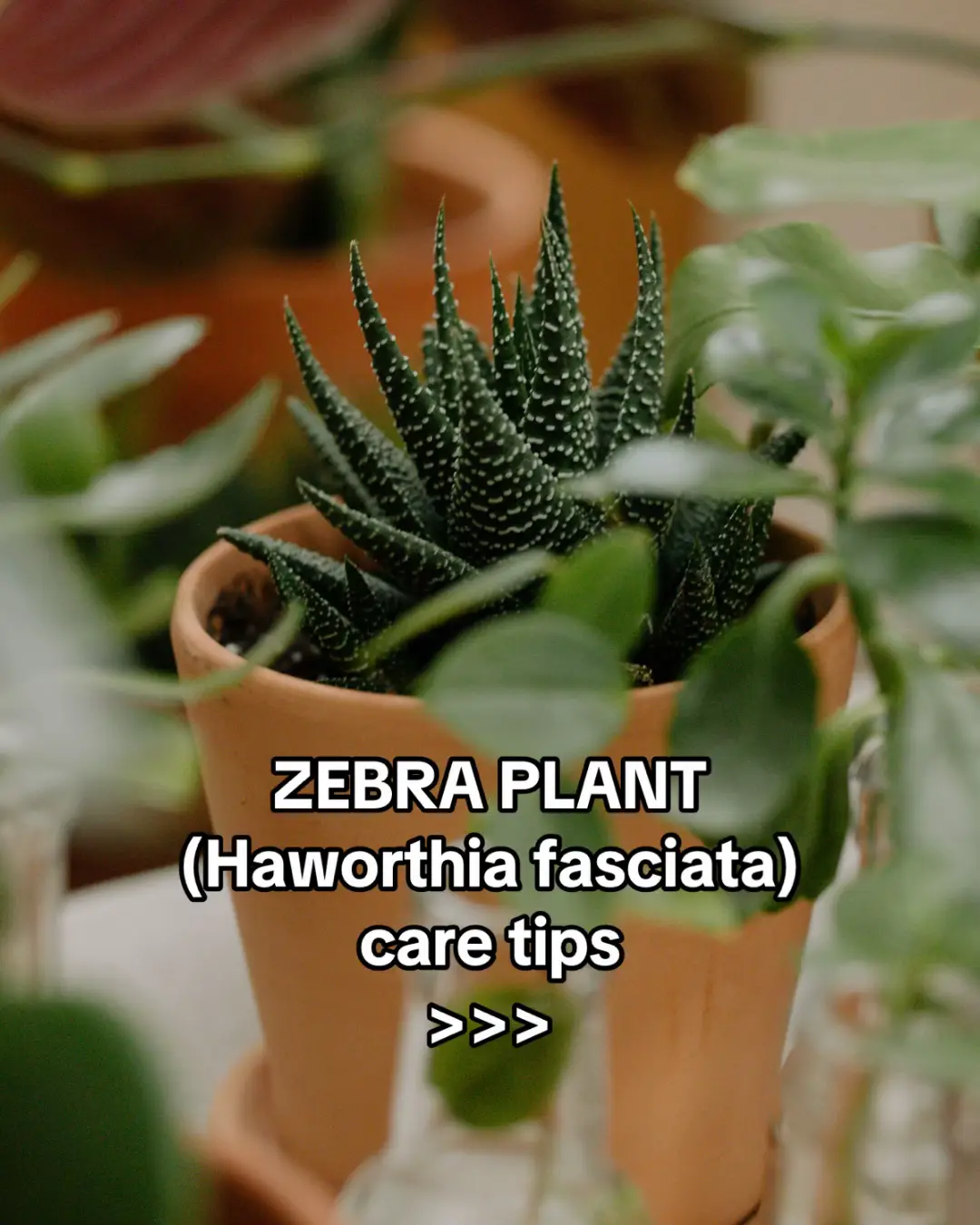 Taking care of plants has never been easier! 🌿✨ Scan any plant to identify it, get instant care tips, diagnose issues, and set reminders for watering, fertilizing, and repotting. Need expert advice? Chat with botanists right in the app! 🌱💚 #guesstheplant #plantum #plantid #plantidentification #plantcare #plantidentifier #plantumapp #PlantTok #houseplant #houseplants #indoorplants #indoorplant #plantcaretips #plantcarehacks #plantsoftiktok #plantslover #plantsmakepeoplehappy #urbanjungle #zebraplant #haworthia #haworthias 