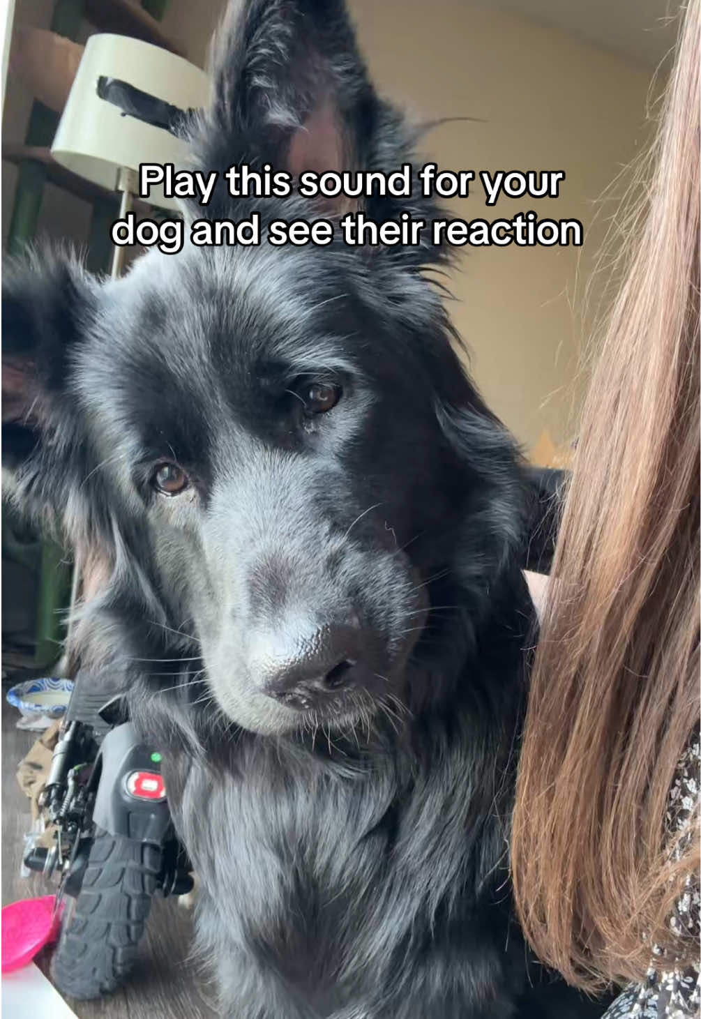 Hermione was like “why is your phone crying mama” 🥺😂 #dogsoftiktokviral #blackgermanshepherd 