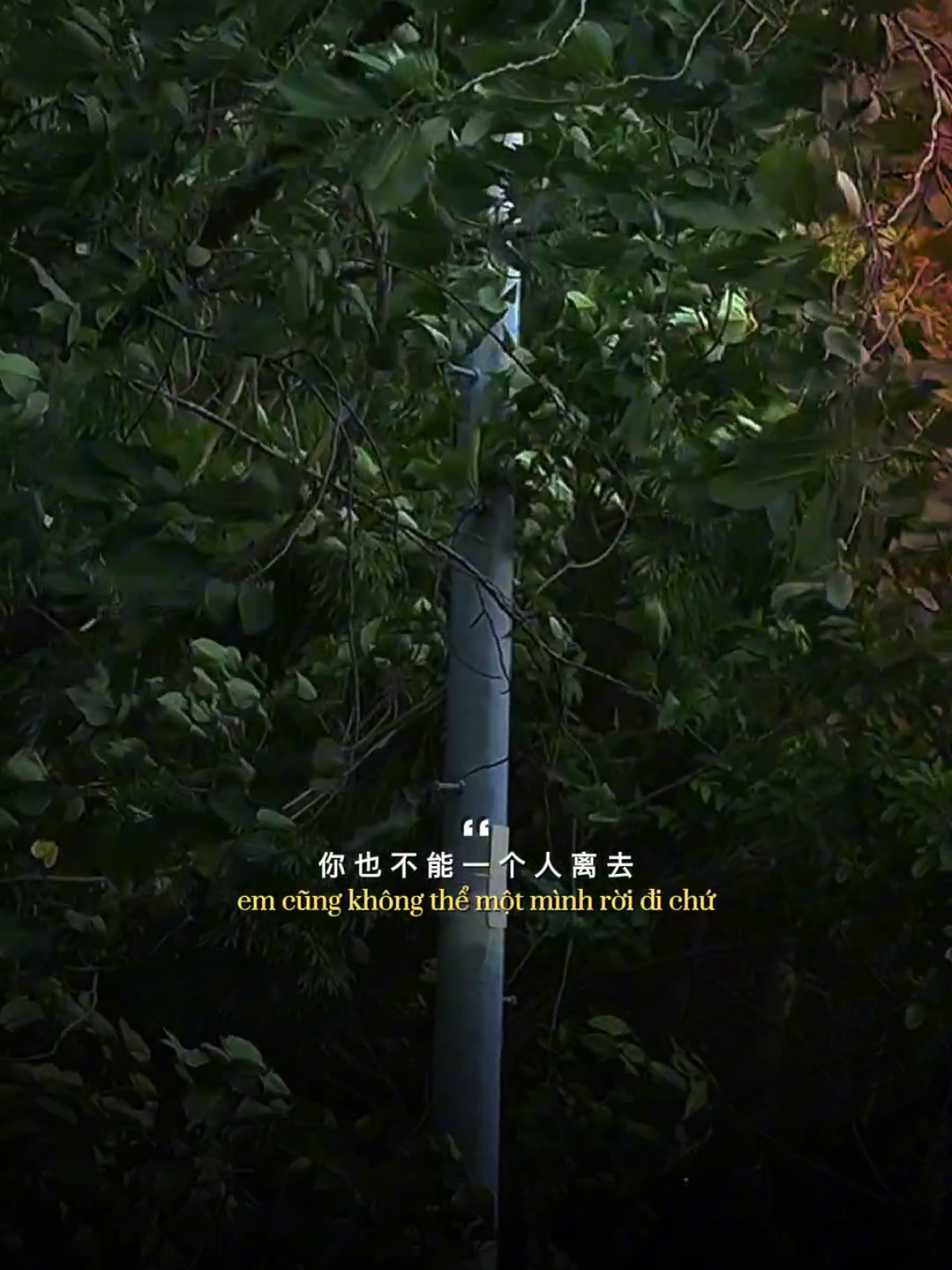 多想在平庸的生活拥抱你 / Rất muốn ôm em sống cuộc sống bình thường  #daivy95 