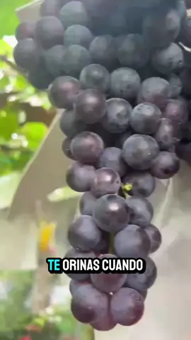 ¡Hidrátate y fortalece tu salud con esta increíble receta natural!! #Uvas #Canela #Incontinencia #RemedioNatural #SaludFemenina 💥 #dolor 🔥 #remediosnaturales 🌿 #salud 💚 #bienestar 💆‍♂️ #MentalHealth 🍵 #parati 💥 #saludfemenina #saluddelamujer 