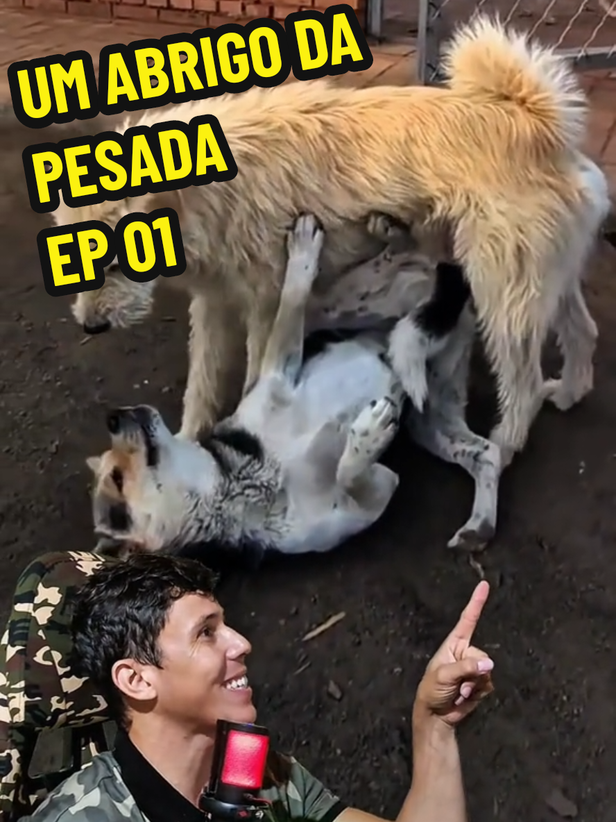 PETFLIX - UM ABRIGO DA PESADA EP - 01  Num abrigo de cães, de vez em quando há confusão. Mas a ordem sempre é restabelecida pela presença do alfa, que por incrível que pareça, não é de raça e nem o maior. Mesmo assim, todos o respeitam. #VidaAnimalComentada #wendecrispimflix #animais #wendecrispim 