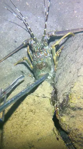 #diving #crab #catchthesea #seaside #seafood #fish #eel #lobster #seangsolofishing