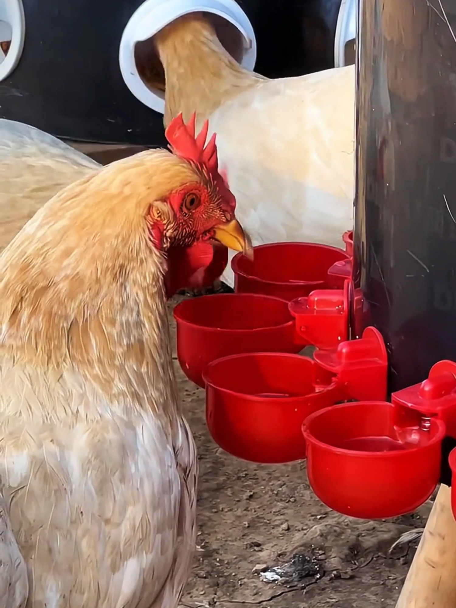 Gà lớn nhanh – ít bệnh – không mất công canh nước! Đầu tư 1 lần, dùng cả mùa vụ! 📦 Máng uống nước tự động cho gà vịt đã về hàng rồi đây các bác ơi #manguongchoga #manguongnuoctudongchoga #manguongtudong #xuhuong #dodungtienich