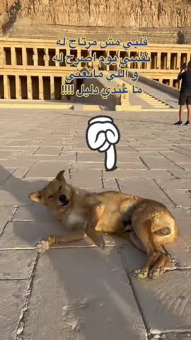 عنتر ….. إوعي يجيلك عنتر… 🐕‍🦺⚠️ لو ناوي تزور معبد حتشبسوت بدري، فيه احتمال كبير تقابل “عنتر”… بس مين عنتر؟ 👀 عنتر ده مش إنسان  عنتر كلب، بس مش أي كلب! ده المدير التنفيذي لاستقبال السياح في معبد حتشبسوت 😎 📍 أول ما توصل بدري الصبح، عنتر بيكون في خدمتك – بس لو كنت أجنبي! لو مصري؟ انساه… مش هيعبرك 😂 الراجل (قصدي الكلب) فاهم السوق كويس… الأجانب جايين معاهم أكل 😋 🕕 من 6:00 لـ 7:30 صباحًا، عنتر في حالة تأهب قصوى بيفرض سيطرته على المنطقة، مفيش كلب غريب بيعدي وإنت بتحاول تتصور؟ لو ماعجبوش، هيغلس عليك بكل الطرق ولو ماطلّعش منك لقمة، هيسيبك ويجرب حظه مع سائح تاني 🐾 الكافيتيريا سموه “عنتر” علشان شخصيته القوية، وذكاؤه اللي يخليه يستحق يبقى ترند وعلى فكرة، هو فعلًا ترند من سنتين فاكرين الراجل المصري اللي سقاه ميه والسائح صور اللحظة؟ الڤيديو ده لف العالم كله… وده كان عنتر، بطل المشهد ❤️ لو قابلته، هاتله حاجة يا عم… ده عنتر، أسطورة الصباح في حتشبسوت! عنتر هو و  بيغلس و بيعمل حركات 