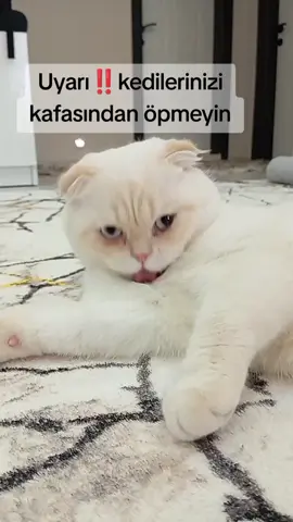 #kesfet #fypp #kedivideoları #fypシ゚ #cats 