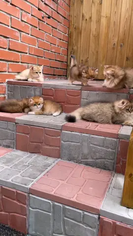 Братишка, осторожно! Не упади😻 Тгк: versocats #verso #versocats #catsoftiktok #kittens 