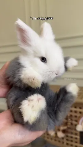 ماشاءالله جمال ارانبنا 🐇🤍🤍 . . . . . . . . . . #الكويت🇰🇼 #fypシ゚viral #pet #الشعب_الصيني_ماله_حل😂😂 #rabbits #الكويت #fyp #الكويت #ارنب 