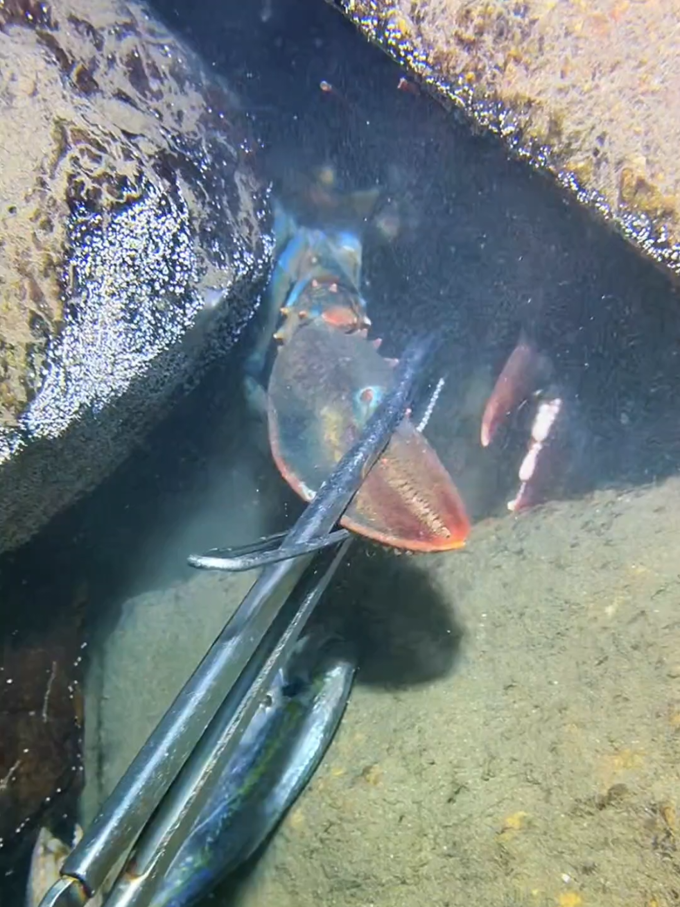 #diving #crab #catchthesea #seaside #seafood #fish #eel #lobster #seangsolofishing 