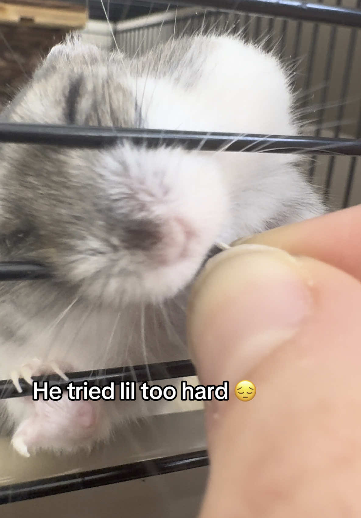 Too dumby #amainapon #hamster #funny #pet #fun #hammy #cutepet #aggresive #animal #brainrot #fyp #typ #kitty #cut #falling #pets #hamsters #baby 