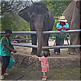 _so cute_🦣❤️‍🩹 #foryou #foryoupage #fyp #fypシ #capcut #tiktok #training #trending #viralvideo #tiktokviral  #videoviral #video #viral #fypシ゚viral🖤tiktok #1millionaudition #fyppppppppppppppppppppppp #bangladesh🇧🇩 #bangladesh #nijon #rsnijonvai #bdtiktokofficial #bdtiktokofficial🇧🇩 #bdtiktok #bdtiktokbangladesh #vairal_video #tiktokindia #cr7  #tiktokuni #fyyyyyyyyyyyyyyyy #fyyyyyyyyyyyyyyyyyyy #fyyy #vairalvideos #1millionviews #1millionviews😘😘😘 #bd #following #follower follow #all #videogames #football #myanmar #my #bdtiktokbangladesh #sylheti_fua #sylhet #sylhety_furi #sylhety #bts #tiktokindia #vairal_video_tiktok #7upthinkfresh #music #islamic_video #islamicvideo #islamic #alhamdulillah #highlight #everyone #tiktoksupport #tiktokall #cr #mr #md #creatorsearchinsights @TikTok Bangladesh @For You @TikTok @MrBeast @tiktokshop_viet @Lamine Yamal @TikTok Indonesia @blackpinkofficial 