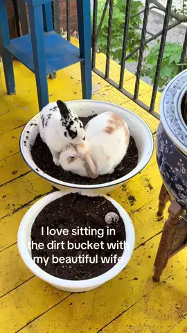 Rabbit content for u guys #bnuuy 