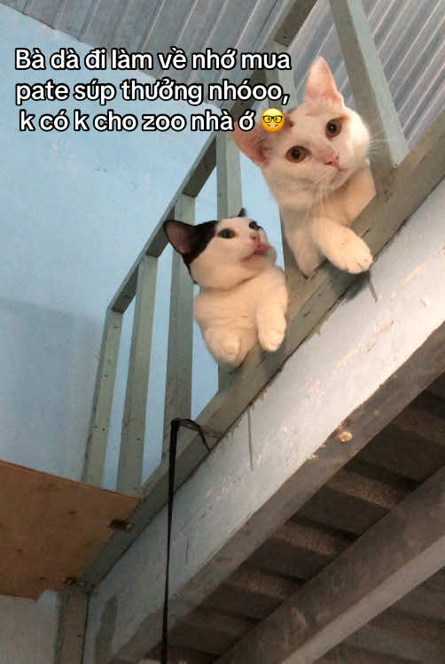 Ngày nào cũng théee #meodethuong #iumeonhat❤ #mylove #cat #ilovetiktok #fyp 