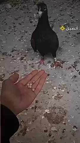 #سماوه_مدينتي 