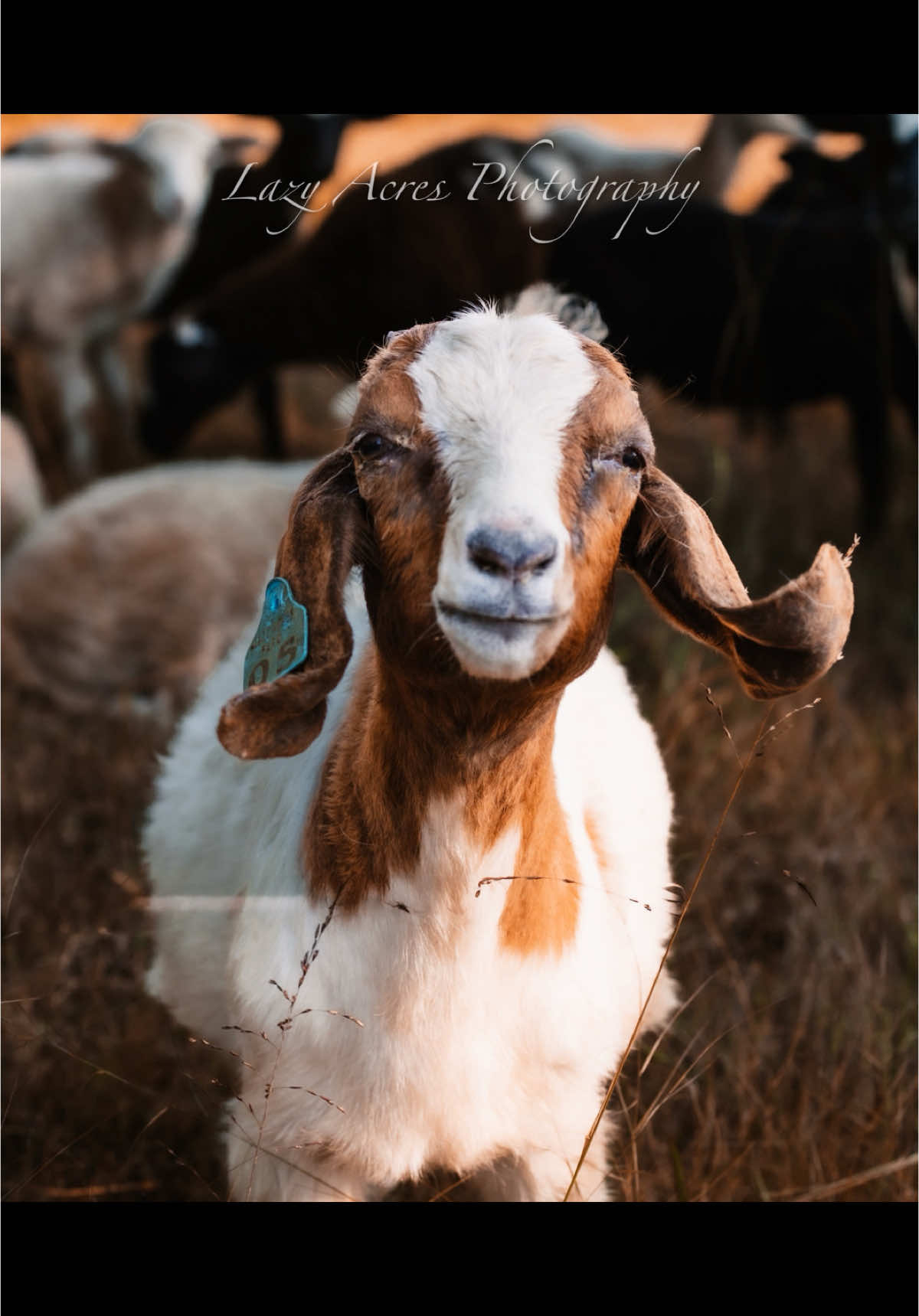 #05 from 2024 will always have a special place in my heart. Hopefully #13 does a little better than #05.😅 #goattok #goatsoftiktok #goats🐐 #fyp #lazyacresfarm #kiddingseason #goatkids 