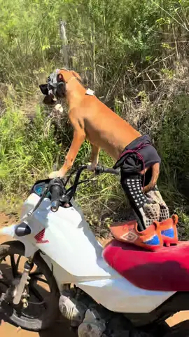 UMM MELO #fyp #meme #dog #bbb #caramelo #video #video #cachorro 