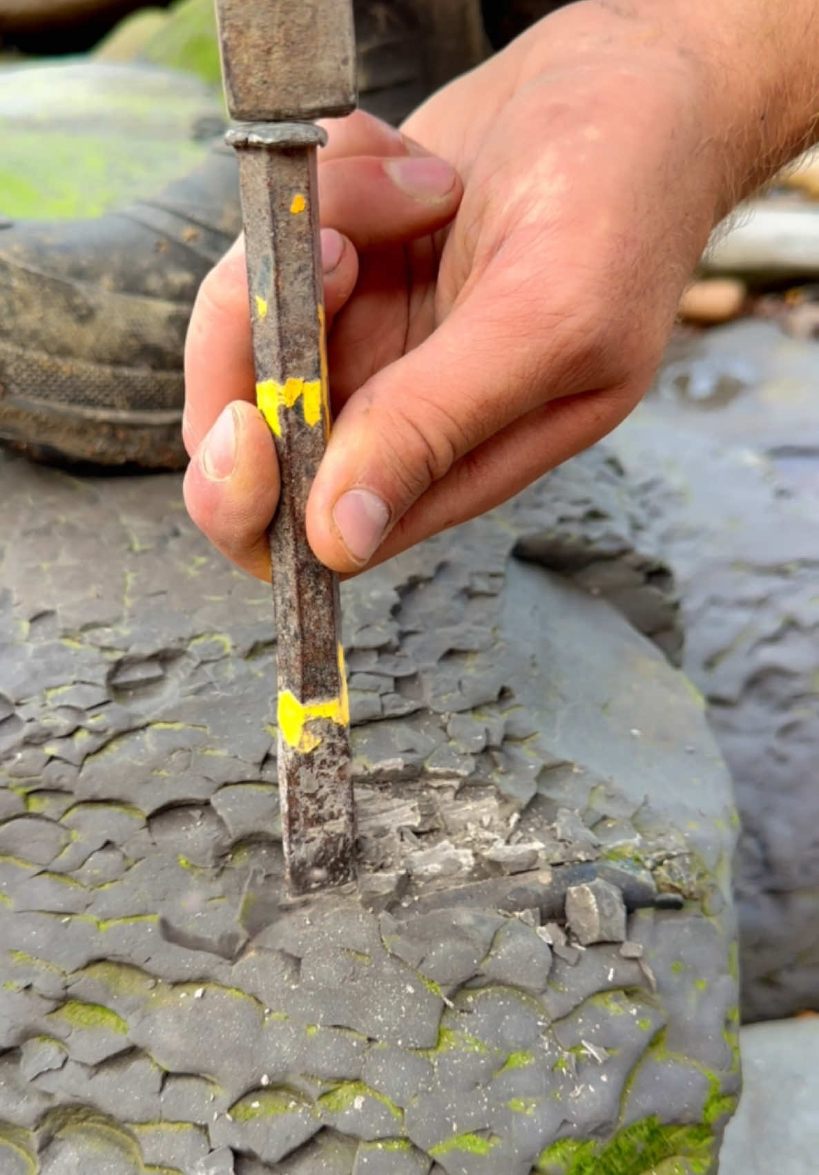 Here’s an outstanding example of a Fossil Fish roughly 180 Million years old! 😍🦕 The intricate details are truly something to behold! 🔬🏝 Thanks for supporting our page! 🐊 #natural #nature #fossil #fossils #ancient #animals #art #ammonite #ammonites #dinosaur #scientist  #minerals #paleontology #whitby #geologist #dorset #geology #charmouth #jurassic #yorkshire