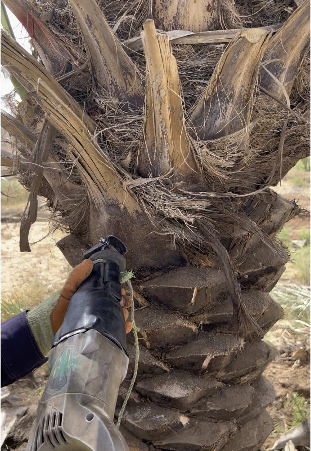 نخيل للبيع #نخيل_مثمر_بجميع_انواعه_ومقاساته_المختلفة #السعودية #مجدول #القصيم_بريده_عنيزه_الرس_البكيرية #الدمام_الخبر_الاحساء_الجبيل #جدة_مكة_الرياض_القصيم_الشرقيه_المدينة #تبوك_الورد_تبوك_تيماء_ضباء_حقل #الاحساء_الهفوف_الشرقيه_اكسبلور #عرعرنا_الحدود_الشماليه_عرعرنا #جازان_صامطة #حفرالباطن #السعودية🇸🇦 @غازي الذيابي @ابراهيم محمد 