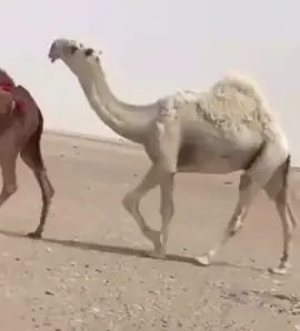 #الوضح #عطايا_الله #طلعوه_اكسبلورر_فولو #المزاين 