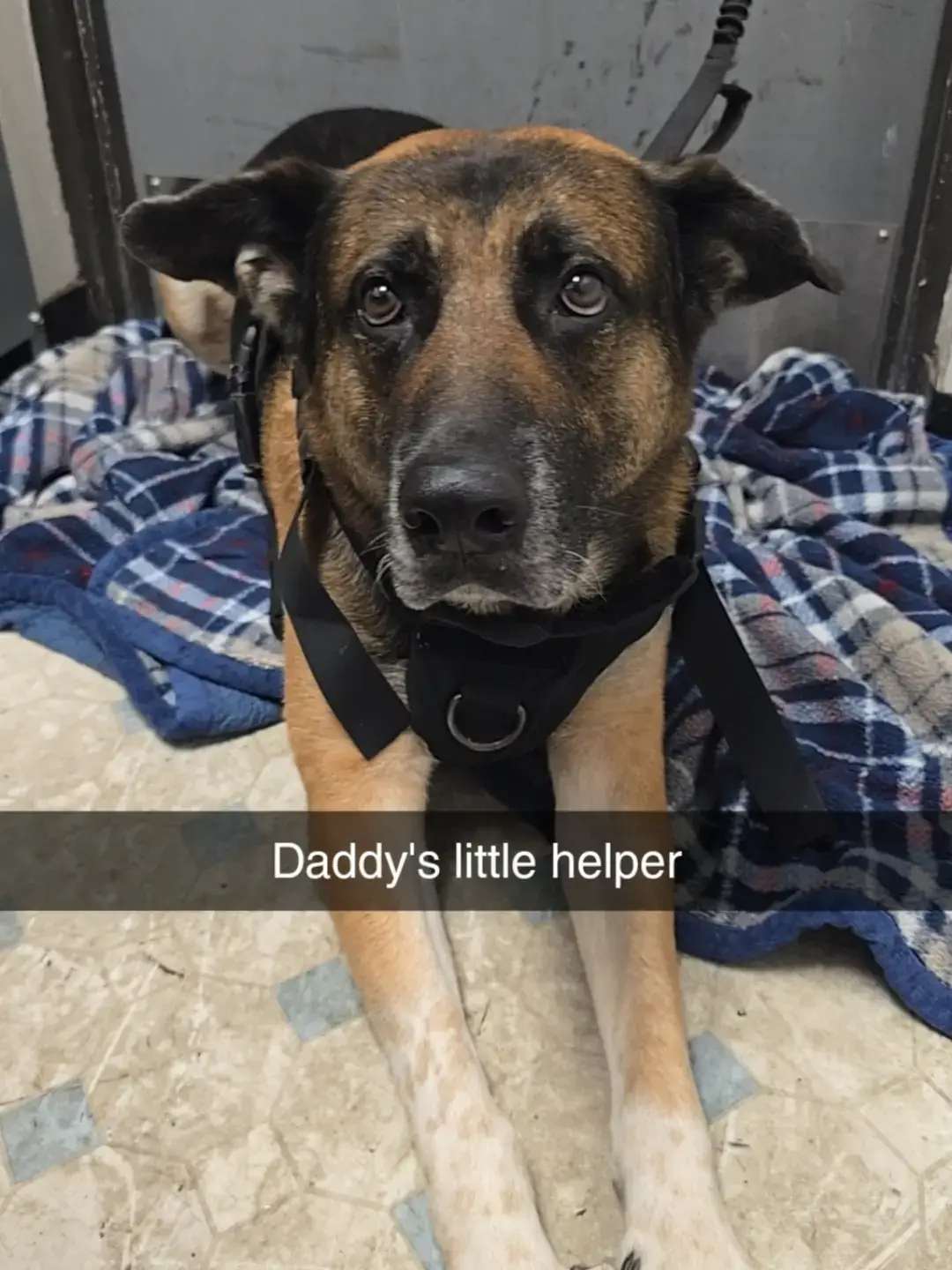 Hardworking paws 🐾 on the job! 💼 Who needs a desk buddy when you have this loyal helper? 🐕❤️ #dogsoftiktok #fyp #viral #puppy #dog #dogs #foryou #foryoupage #funny #doglover #DogLove 