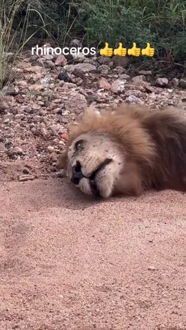 rhinoceros 👍👍👍👍#animals #safari #lion 