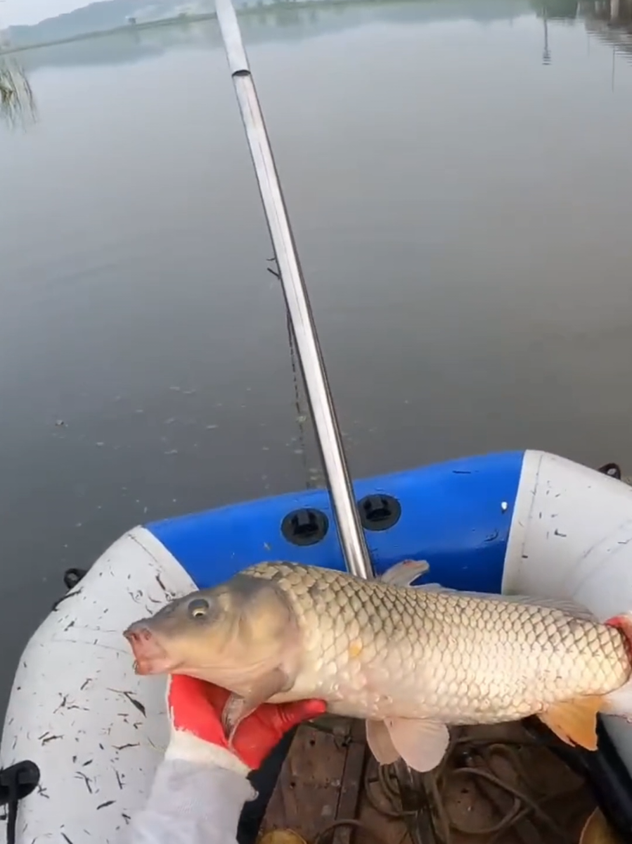 Крупный сазан  #поклевка #рыбалка #лодка #сазан 