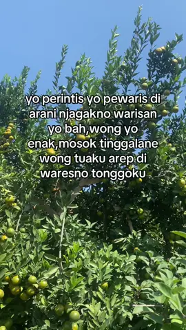 #petani #petanimuda #petanisukses #fypage  #wongtani #petanijeruk  #nongkojajar #fypp 