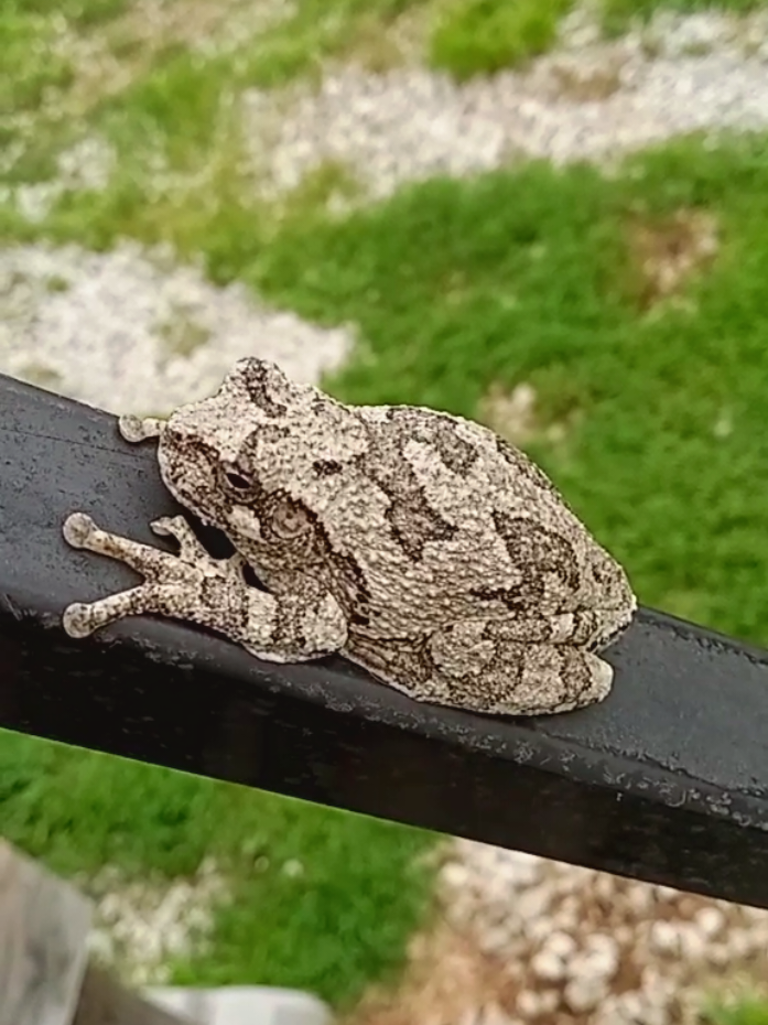Frank the frog #frog #wildlife #appalachia #khanthegodking 