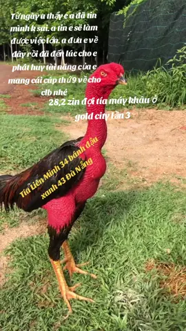 kỳ trước nhường mesi ghép rồi. kỳ này k thể nhường ai được nữa. đeo băng đỏ và lên sàn thôi em trai của anh #gàchọi #goldcity #tíaliênminh #gàchoivietnam🇻🇳 #thinhhanhxuhuong #tíamaykhau @Thái đà nẵng @Kai7979🐔(CLB Đà Nẵng) @Hoà hét @fc_danang 