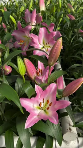 @Bredefleur Lily ‘Master’! A stunning pink one! @Thursd 