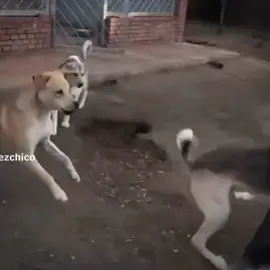 #CapCut #perritos#virale #paratiiiiiiiiiiiiiiiiiiiiiiiiiiiiiii #fbyツ #viral 