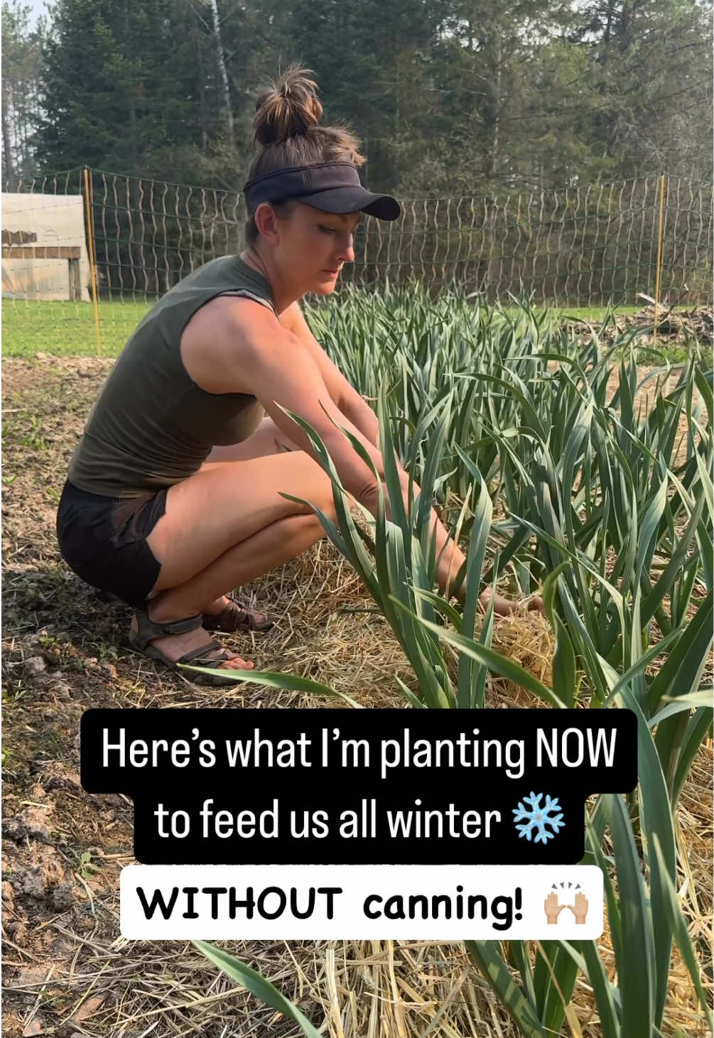 Long-storing veggies WITHOUT canning!⬇️ Heck yes!!! Of course, I still do my fair share of canning come harvest season, but there’s something so satisfying about skipping all the mess and being able to eat something semi-fresh in the middle of winter.  Here’s what I pack away in fresh storage (and how long they last!): 🧅Onions: 6-8 months 🥔Potatoes: 4-6 months 🥕Carrots: 6-8 months 🎃Winter squash: 6-8 months 🍑Turnips & Rutabagas: 4-6 months The key to being successful is choosing varieties that are known to store well (and be sure to cure them properly). Not ALL potatoes or onions (for example) do well in storage! Here’s my favorite varieties: 🧅Onions: Sedona F1 🥔Potatoes: Red Chiefton 🥕Carrots: Bengala F1 🎃Winter squash: Havanna F1 Butternut Squash & Cinderella Pumpkins  🍑Turnips & Rutabagas: Scarlet Ohno Revival Turnip & Helenor Rutabaga *Garlic also stores well (I love Music Garlic), but that should be planted in the fall, so don’t plant that one just yet! Are you growing these veggies this year to pack away for winter? If I forgot anything, add it to the list!🫶🏼
