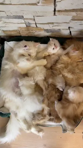 #viral #foryou #foryoupage #cat #fyp 