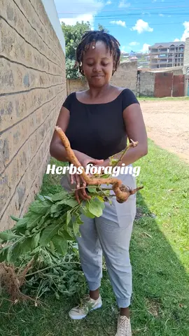 ROOTED IN HEALING: ASHWAGANDHA FORAGING Yesterday, while walking with the Earth, guided by spirit and instinct, we stumbled upon a powerful ally,Ashwagandha. A root that has journeyed through centuries of traditional medicine, now revealing herself to us with grace and purpose. Known as Withania somnifera, or “strength of the stallion,” Ashwagandha is not just a herb,she’s an adaptogen, a soul-soother, a deep healer. She teaches us how to bend, not break. To rest, not retreat. To remain rooted in strength even in life’s storms. BENEFITS OF ASHWAGANDHA: • Adrenal & Stress Support: Balances cortisol and helps the body adapt to emotional, physical, and environmental stress. • Nervous System Nourishment: Calms anxiety, eases restlessness, and brings clarity and stillness to the mind. • Energy & Endurance: Rebuilds stamina without overstimulatio,perfect for those healing from burnout. • Deep Sleep & Hormonal Harmony: Supports quality sleep, thyroid balance, and reproductive health in both men & women. • Immunity & Vitality: Strengthens the immune response while grounding the spirit. In our healing path with Wegrow, we’re learning not just how to use herbs,but how to listen to them. To harvest with reverence. To honor the ecosystems. To share medicine in sacred ways. We don’t take. We receive. Stay tuned as we wash, dry, and prepare this wild,harvested Ashwagandha with intention and ceremony. Rooted. Guided. Grateful. #Hashtags : #WeGrow  #Ashwagandha  #WildForaging  #RootMedicine  #HerbalWisdom  #PlantSpirits  #SacredHerbs  #AdaptogenPower  #EarthHealing  #HerbalApothecary  #TraditionalMedicine  #AfricanHerbalism  #RootedLiving  #NatureIsMedicine  #SpiritualHerbalism  #HolisticHealing  #HerbalJourney  #HealingWithHer  #WegrowWhispers  #SacredHarvest  #PlantBasedHealing  #EarthTaughtUs  #ConsciousForaging  #HerbalRituals  #IntuitiveHerbalism @Goddess 🌒369🌘 