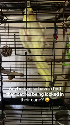 Like, sorry Bud? I’be got Mya go to work & you live with three cats. Sorry for trying to keep you ALIVE #dramaticmoments #cockatiel #sillybirb 