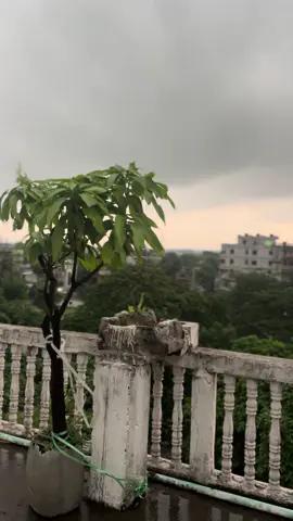 ভেতরে ভেতরে দুমড়ে মুচড়ে গিয়ে 'সব ঠিক আছে' ভান করে চলা টা আসলেই অনেক কঠিন! আপনি জানেন আপনার কিছুই ঠিক নাই,তবুও আপনার এমন ভাবেই চলতে হবে যাতে সবাই ভাবে আপনার কিছুই হয় নাই,সব ঠিক আছে! হাসিমুখে কথা বলতে হবে, সবাই কে দেখাতে হবে যে আপনি ভালো আছেন। সবাই আপনার 'ভালো' থাকাটাই দেখে কারন আপনি খুব সুন্দর 'অভিনয়' পারেন৷ 'ভালো থাকার অভিনয়' এইটা দিনের পর দিন করে যাওয়া টা আসলেই অনেক কষ্টকর! একটা সময় থেমে যেতে ইচ্ছে করে,বলে দিতে ইচ্ছে করে 'আমি আসলে ভালো নেই! শেষ হয়ে গেছি, ভিতরে ভিতরে শেষ হয়ে গেছি!' কিন্তু বলা হয়না,বলা যায়নাও আসলে। বলে ফেললেই সমস্যা বাড়বে! মানুষ ভুল বুঝে,মানুষ ফেলে চলে যায়,নিজের মানসিক অবস্থার কথা জানানো যায় না,কেউ বুঝতেই চায় না।  ভিতরে ভিতরে শেষ হয়ে গিয়েও আমরা তাই সবাই কে দেখাই 'খুব জোশ আছি! জীবন সুন্দর!❤️#fyp #raifa #foryou #foryoupage #tiktokofficialbangladesh 