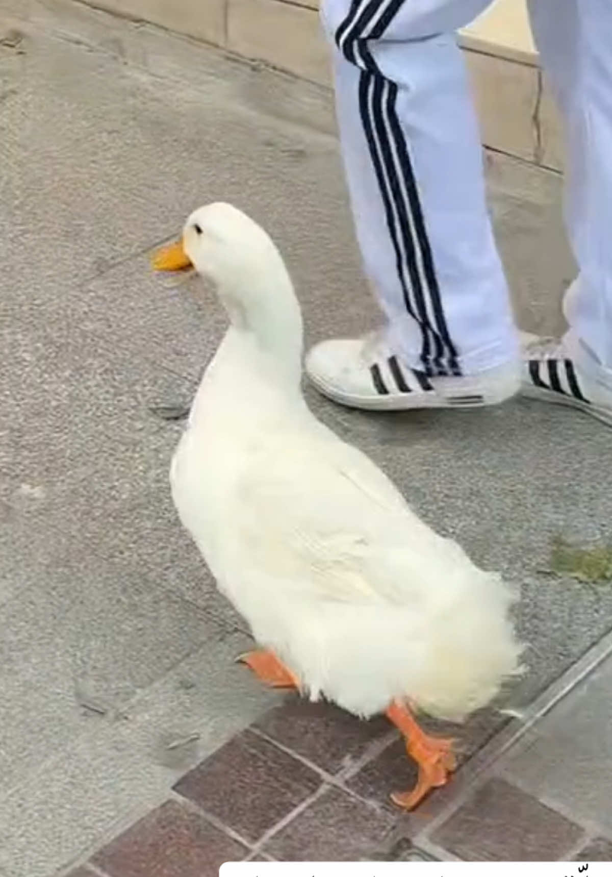 بطّة في شوارع إسطنبول ❤️ A duck in the streets of Istanbul ❤️ Animal care  #duck #animals #animal #cat #cats #catlover #ziadmaher #istanbul #tiktokviral #tiktoklongs #tiktokstory #ducks #animallover #animalcare #turkiye🇹🇷 #turkey #nişantaşı #rumelicaddesi #onthisday 