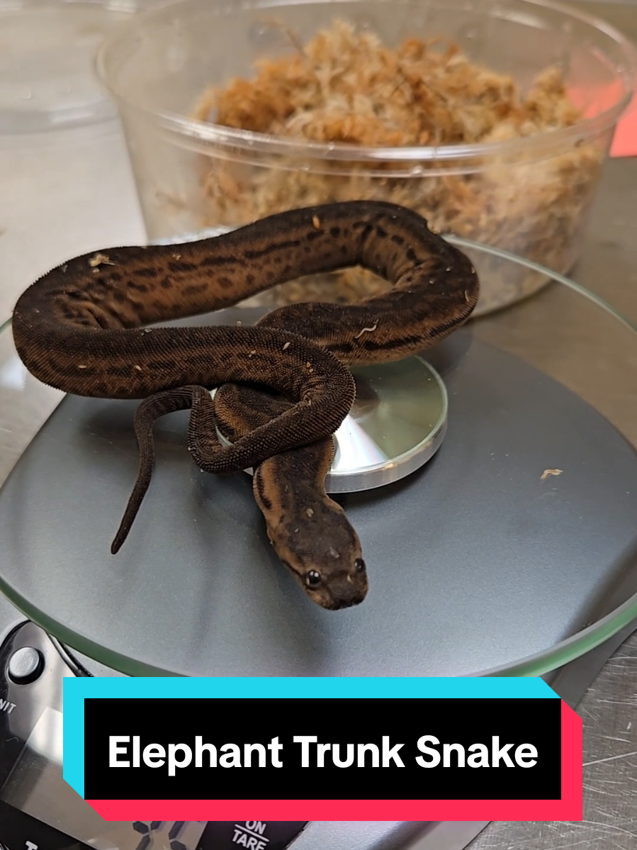 It's not every day you get to work with these fascinating snakes. There is not a lot of information on medical management of these guys, so it was fun getting to work on this case.  #snakes #aquaticsnake #reptiles #reptilemedicine #exoticvet #veterinarian #vettech #vetmedlife #vettechlife #abscess 