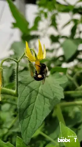 🌼🐝 Hoy celebramos a quienes hacen posible la vida en el campo y en nuestras mesas Abejorros, abejas y otros polinizadores trabajan cada día para que los cultivos florezcan y den fruto 🌎 Sin ellos, no habría biodiversidad ni seguridad alimentaria ✨ Pequeños en tamaño, gigantes en impacto #biobestmx #polinizadores #abejorros #agricultura #20demayo