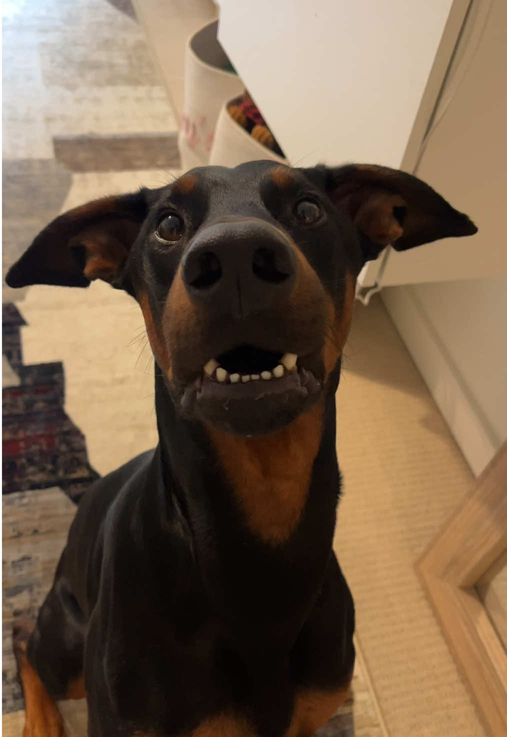 This is so crazy Cowboy doesn’t even believe it…#dogsoftiktok #dogcontent #doberman 