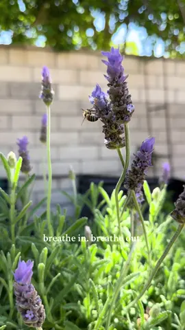 Heavy hearts across all social media platforms. Silly videos just don’t seem appropriate to post. I hope this is a reminder to find joy in the small pieces of nature and all of God’s creations. Take a deep breath- in and out and reset. Spread love and kindness because you never know the hurt that people are holding onto in their hearts. I hope you send this to someone as a little reminder to breathe in and breathe out 🩷 