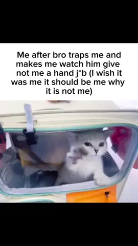 #fyp #cats