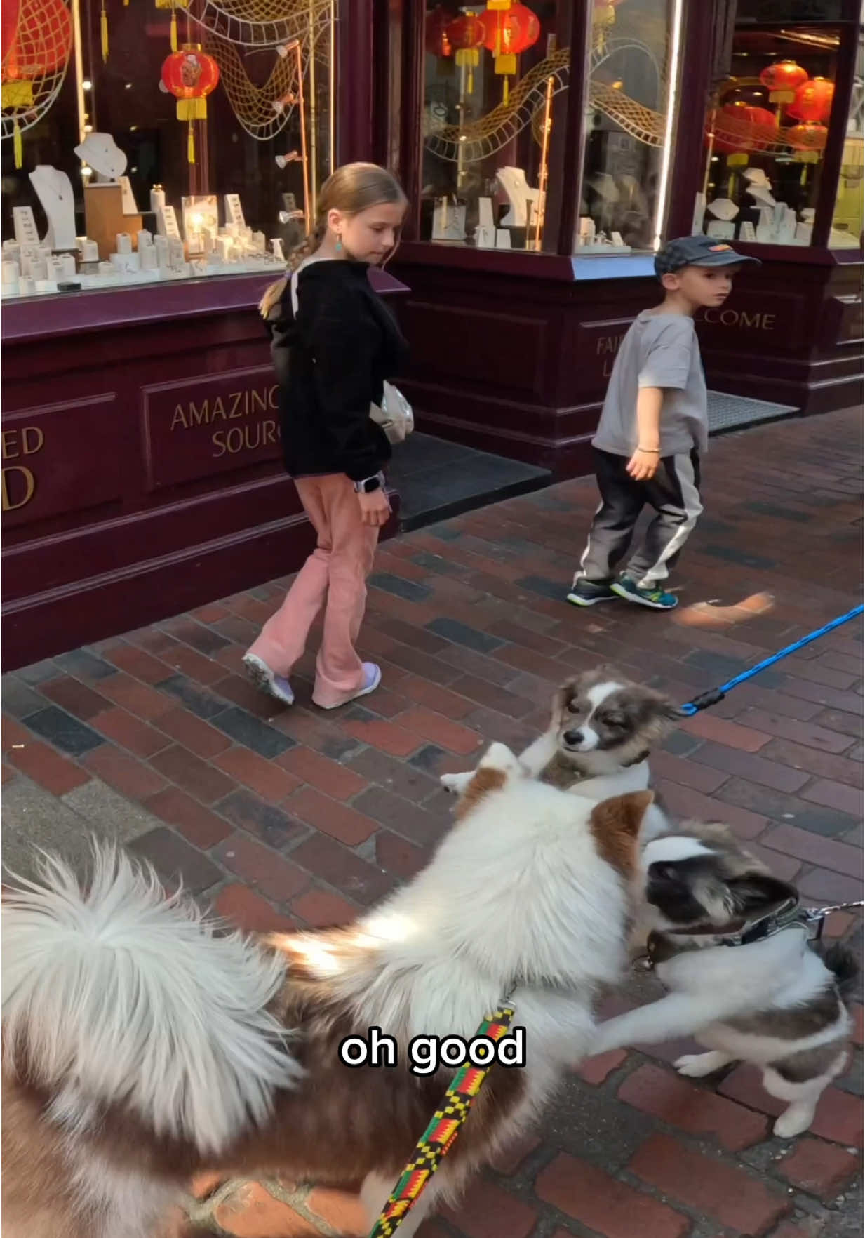 Interactions with my dog!!  #husky #viral #fyp #foryou #beach #dogs #puppy #fypp #foryou #viola 