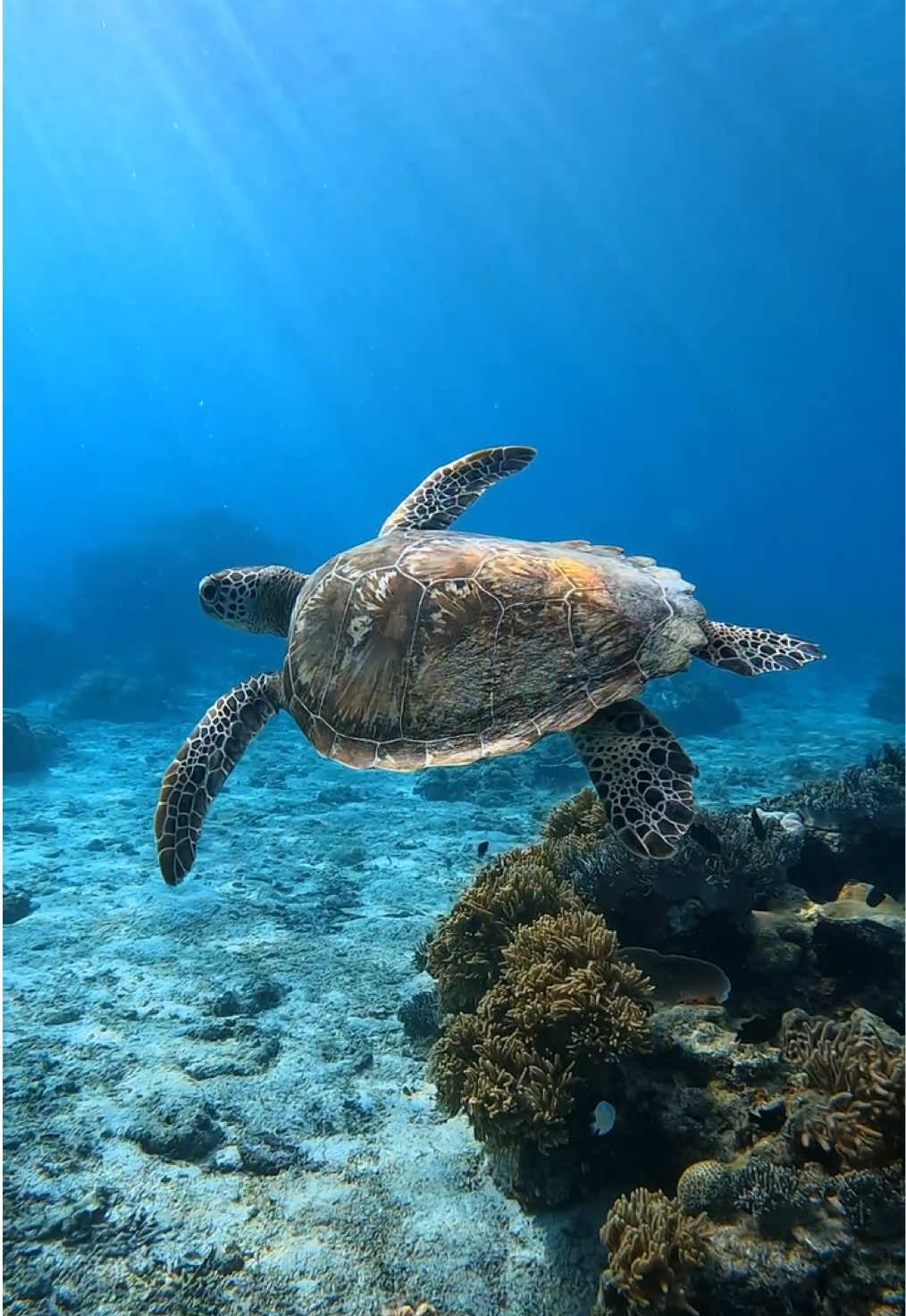 Such a magical moment 🐢✨ Clear visibility and healthy marine life at Pamilacan Island, Bohol. 🏝️  Filmed using @gopro  @philippines.tpb @tourism_phl  #marinelife #seaturtles #underwater #ocean #nature #turtle 