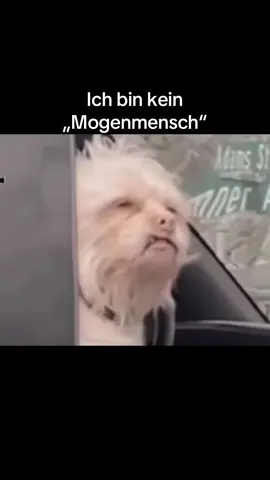 Kurz vor dem Urlaub am frühen Morgen #morgenmuffel#urlaub#früh#morgens#nacht#müde#schlafen#haha#wemgehtesgenauso#lol#follow#me#thatsme#fyp#fürdich#viral. 